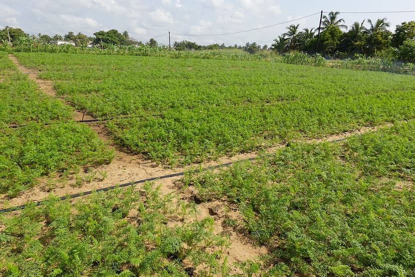 Champ de carottes irrigué à Grand-Popo, au Bénin